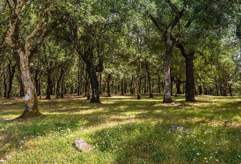 What Is Cork And How Sustainable Is It?